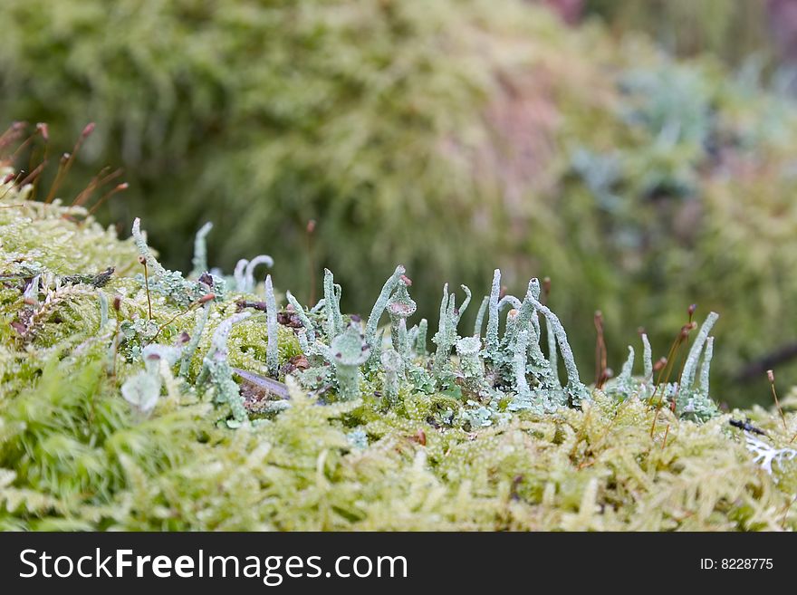 Blue lichen on green moos