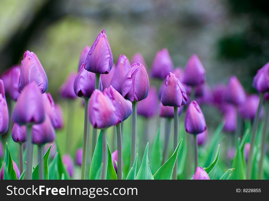 Purple Tulips in Publid Graden