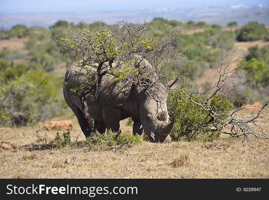 A Rhino is spotted grazing in open country. A Rhino is spotted grazing in open country