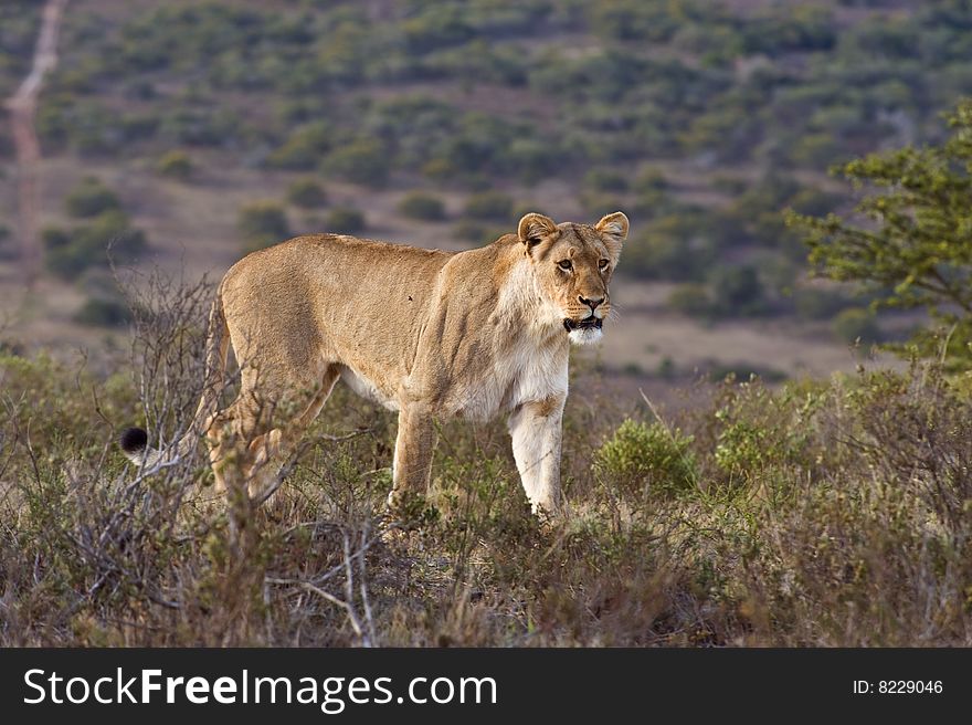 A hunting lioness stops to look for prey animals. A hunting lioness stops to look for prey animals
