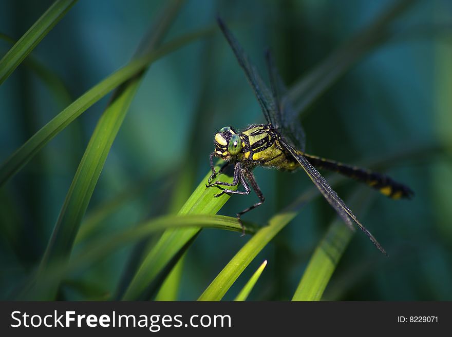 On a photo macro Dragonfly