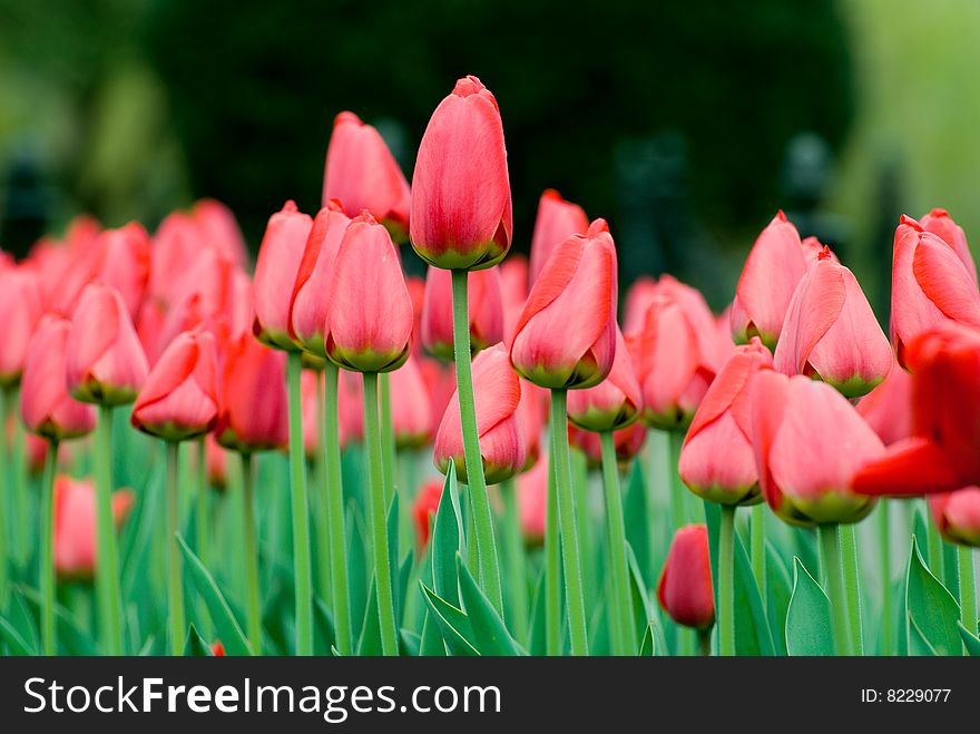 Red Tulips in Public Garden