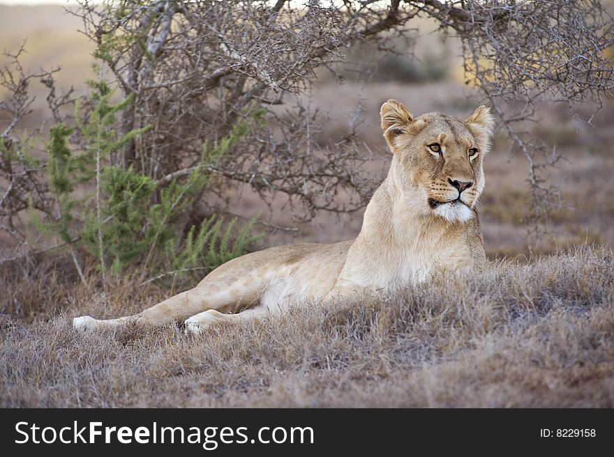 A lioness relaxes at sunset. A lioness relaxes at sunset