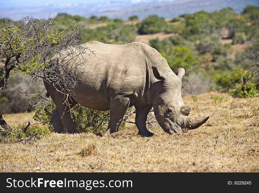 A large Rhino on the hill. A large Rhino on the hill