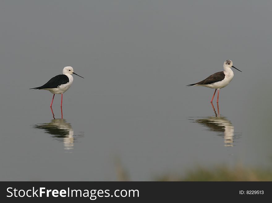Male and female Black-winged Stilts