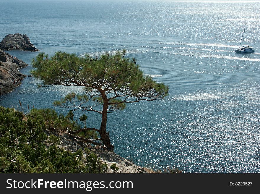 Blue gulf with pine on the coast and jacht in the sea.