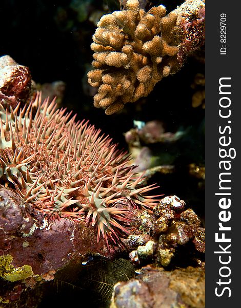 Crown-of-thorns starfish (acanthaster planci) taken in the red sea.