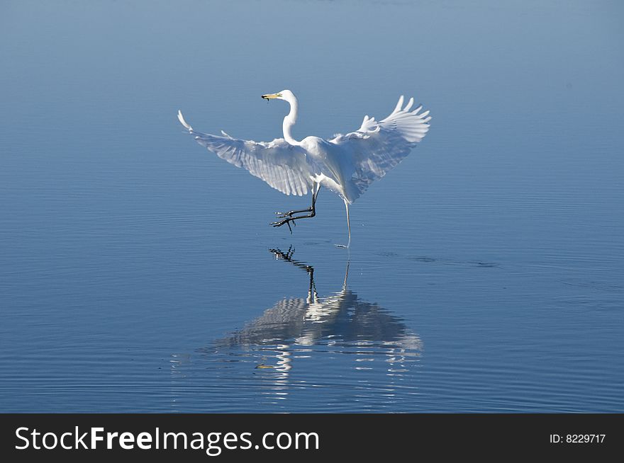 Heron Fishing with Relection