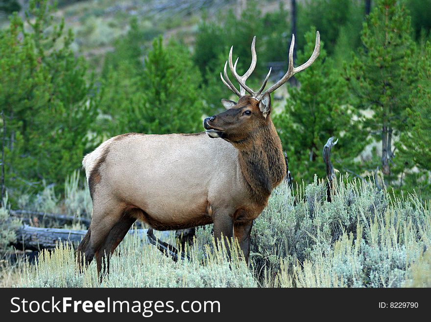 A bull elk in Yellowstone National park. A bull elk in Yellowstone National park