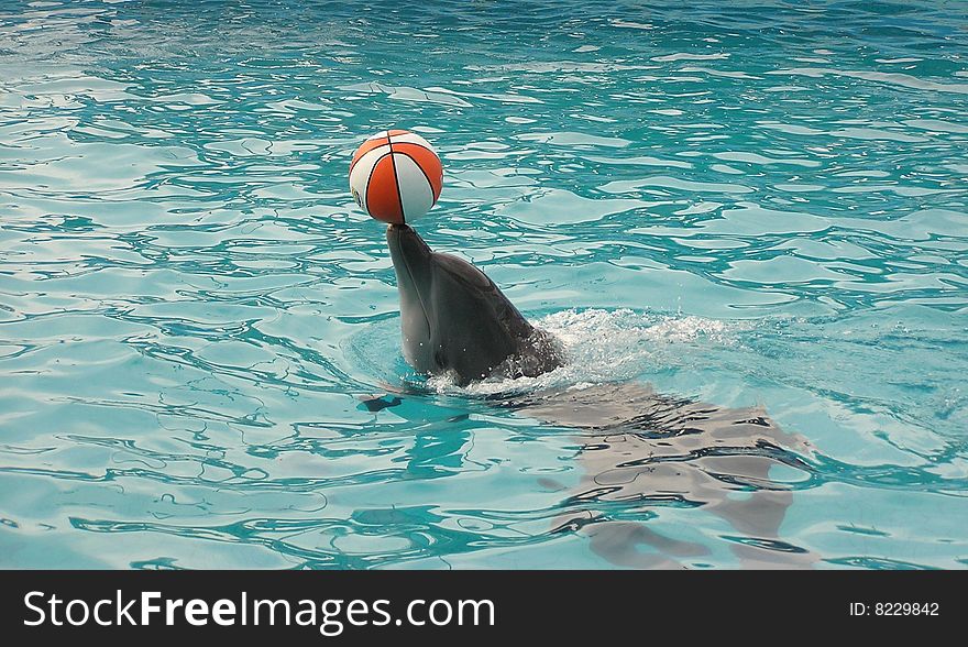 A dolphin with a ball in dolphinarium in Italy
