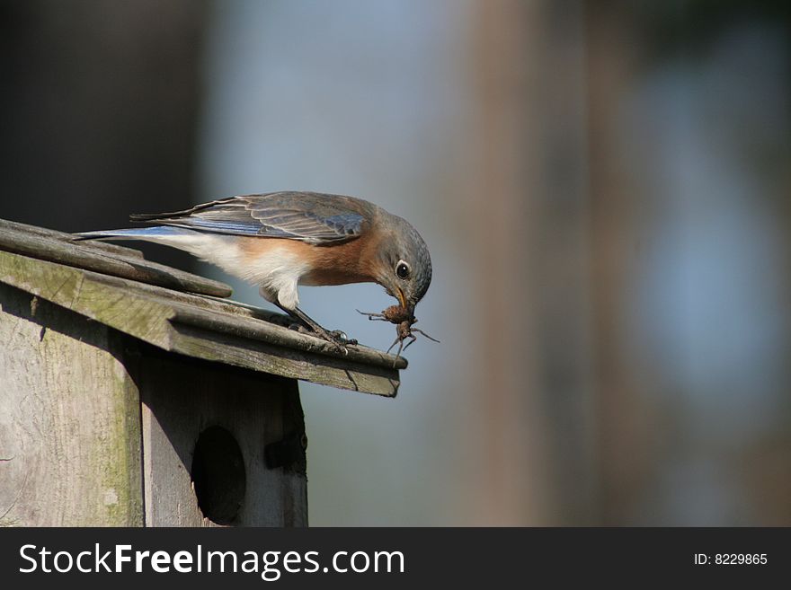 Female Eastern Bluebird with a spider lunch for her chicks