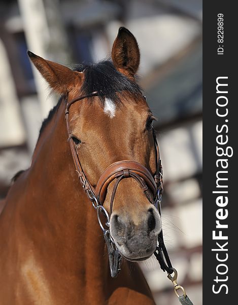 Portrait of beautiful  brown horse