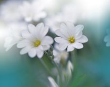 Beautiful Spring Nature Background And White Flower.Abstract Macro Photography.Artistic Closeup Concept.Web Banner For Design. Royalty Free Stock Photos Beautiful Spring Nature Background And White Flower.Abstract Macro Photography.Artistic Closeup Concept.Web Banner For Design. Royalty Free Stock Photos