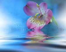 Beautiful Flowers Reflected In The Water, Spa Concept.Spa Treatment. Spa Massage. Wellness Spa.Artistic Blue Background. Stock Photos