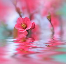 Beautiful Flowers Reflected In The Water, Spa Concept.Spa Treatment. Spa Massage. Wellness Spa.Spring Nature Background.Colorful. Royalty Free Stock Images Beautiful Flowers Reflected In The Water, Spa Concept.Spa Treatment. Spa Massage. Wellness Spa.Spring Nature Background.Colorful. Royalty Free Stock Images