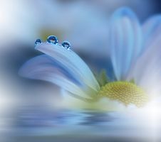 Beautiful Flowers Reflected In The Water, Spa Concept.Beautiful Nature.Relax. Blue Background With Water Concept. Stock Image