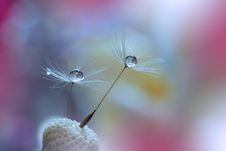 Abstract Macro Photo With Water Drops. Dandelion Seed.Beautiful Nature Background.Valentine Day,love.Droplets,drop,dew.Colorful. Royalty Free Stock Image
