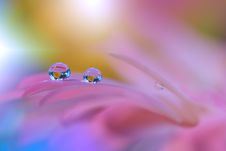 Incredibly Beautiful Nature.Art Photography.Fantasy Design.Creative Background.Amazing Colorful Flowers.Garden,abstract,web Banner Royalty Free Stock Image