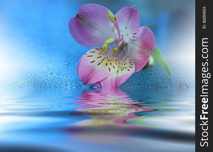 Pink Magic Flower over water...Postcard. Artistic Blue Background for desktop. Spa concept with pink flower isolated on blue. Spa treatment. Spa massage. Wellness spa. Pink Magic Flower over water...Postcard. Artistic Blue Background for desktop. Spa concept with pink flower isolated on blue. Spa treatment. Spa massage. Wellness spa.