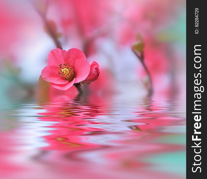 Beautiful Flowers Reflected In The Water, Spa Concept.Spa Treatment. Spa Massage. Wellness Spa.Spring Nature Background.Colorful.