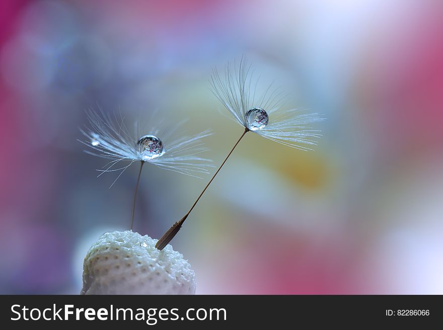 Abstract macro photo with water drops. Dandelion seed.Artistic Background for desktop. Abstract macro photo with water drops. Dandelion seed.Artistic Background for desktop.