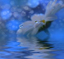 White Flowers Over Water.Incredibly Beautiful Nature.Colorful Blue Background.Spa,pond,water.Relax,aroma. Royalty Free Stock Images White Flowers Over Water.Incredibly Beautiful Nature.Colorful Blue Background.Spa,pond,water.Relax,aroma. Royalty Free Stock Images