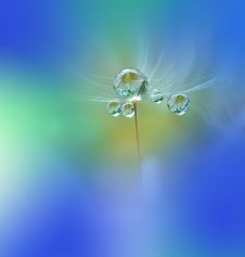 Dewy Dandelion Flower Close Up.Blue Colorful Nature Background.Beautiful Wallpaper.Creative Art Photography.Motion Blur.Clean,pure Stock Image