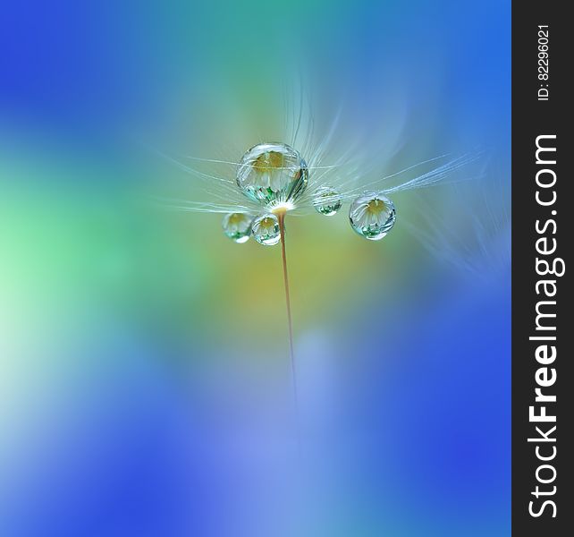 Dewy dandelion flower close up.Blue Colorful Nature Background.Beautiful Wallpaper.Creative Art Photography.Motion Blur.Clean,pure