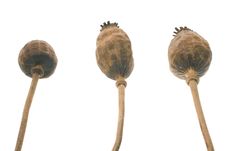 Tree Dried Poppy Heads Stock Images Tree Dried Poppy Heads Stock Images