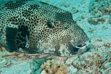 Starry Puffer Stock Images Starry Puffer Stock Images