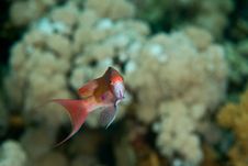Lyretail Anthias Stock Image Lyretail Anthias Stock Image