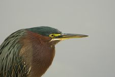 A Green Heron Perched On A Rock Stock Photo