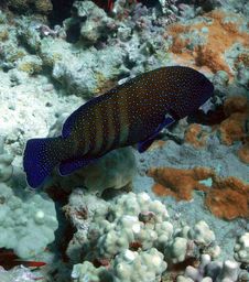 Peacock Grouper Stock Image Peacock Grouper Stock Image