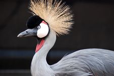 The Grey Crowned Crane (Balearica Regulorum) Stock Photos The Grey Crowned Crane (Balearica Regulorum) Stock Photos