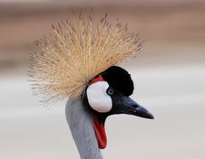 The Grey Crowned Crane (Balearica Regulorum) Royalty Free Stock Images The Grey Crowned Crane (Balearica Regulorum) Royalty Free Stock Images