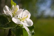 Flowers Of An Apple-tree Royalty Free Stock Images Flowers Of An Apple-tree Royalty Free Stock Images
