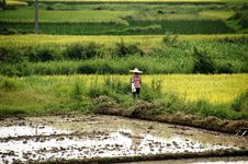 Rice Fields Stock Photography Rice Fields Stock Photography