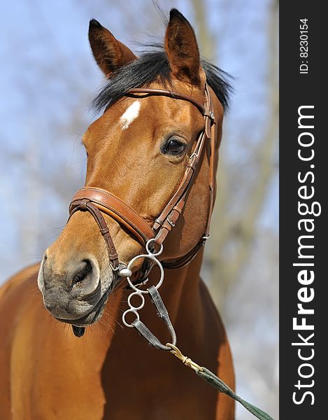 Portrait of beautiful red horse