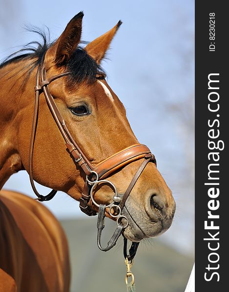 Portrait of beautiful red horse