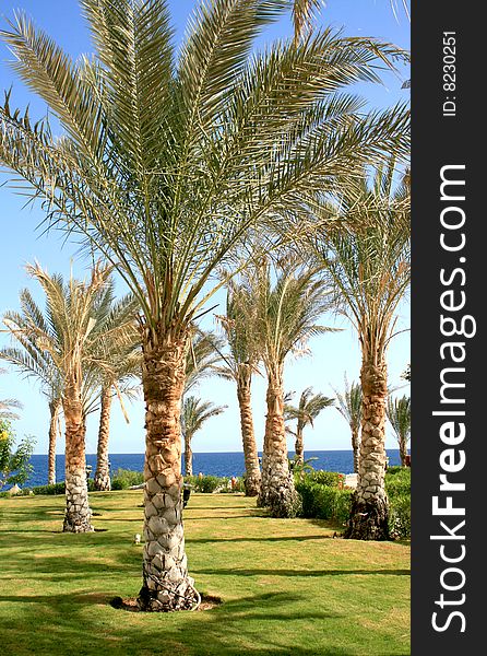 Palms in hotel Makadi bay