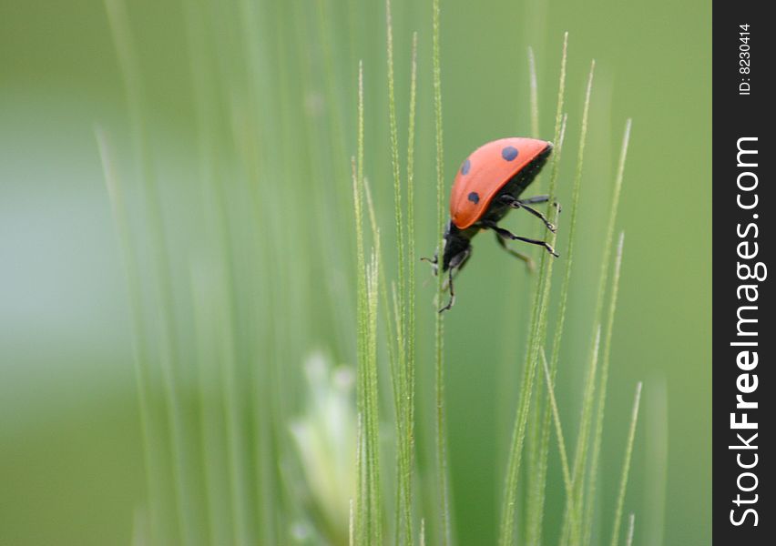 Lady bug crossing from one wheat leaf to another. Lady bug crossing from one wheat leaf to another