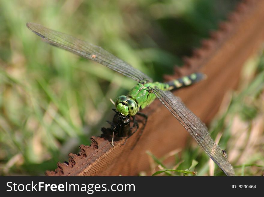 A green dragonfly that has lit on a piece of belting material