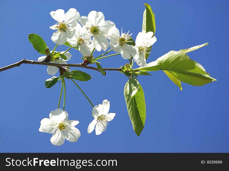 Photo of a branch of a cherry tree on a background of the dark blue sky