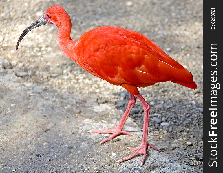 Scarlet ibis in its enclosure. Scarlet ibis in its enclosure