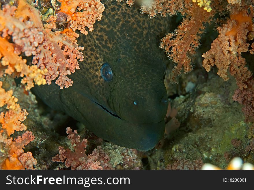 Giant moray (gymnothorax javanicus)taken in the red sea.