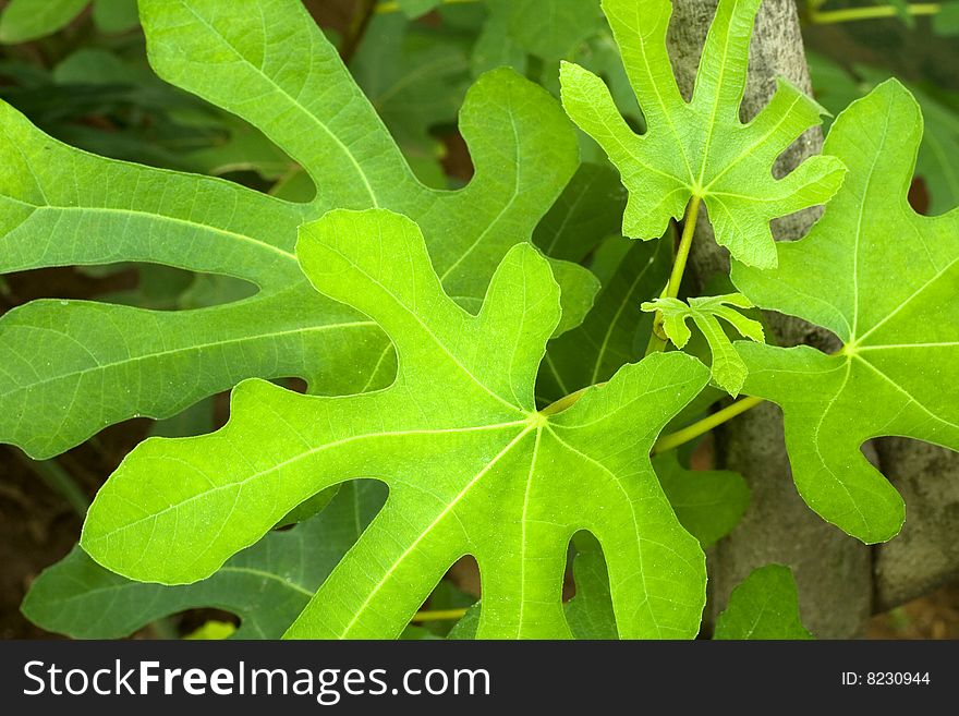 Finger-shaped leaves of a plant in a garden. Finger-shaped leaves of a plant in a garden