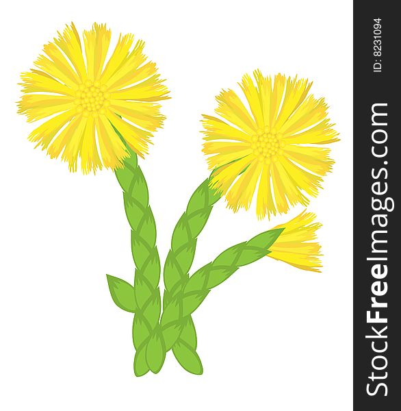 Tussilago farfara. There is in addition a vector format (EPS 8).