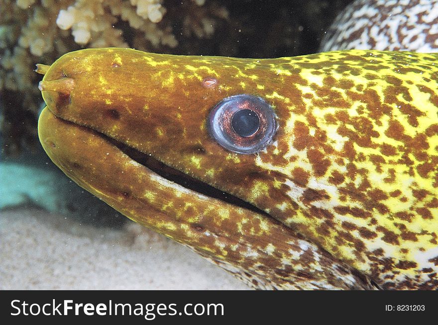 Moray Eel In Red Sea