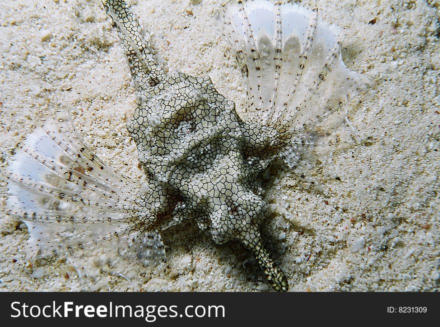 Turkeyfish In Red Sea