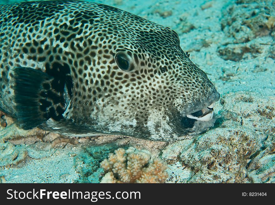 Starry puffer (arothron stellatus)taken in the red sea.